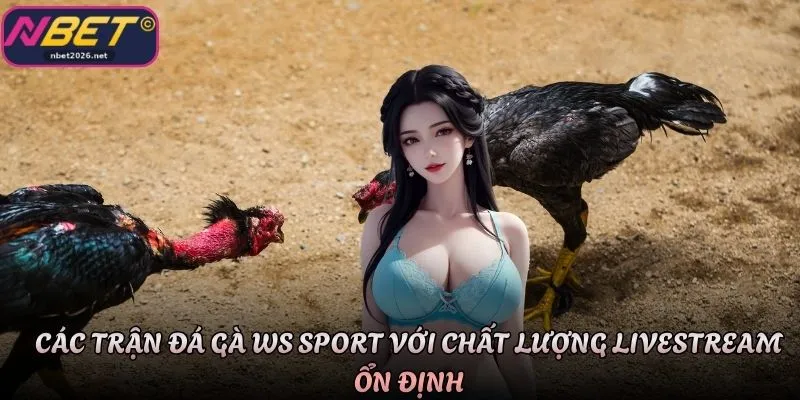 Các trận đá gà WS Sport với chất lượng livestream ổn định
