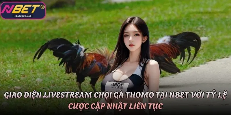 Giao diện livestream chọi gà Thomo tại Nbet với tỷ lệ cược cập nhật liên tục