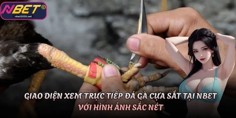 Giao diện xem trực tiếp đá gà cựa sắt tại Nbet với hình ảnh sắc nét