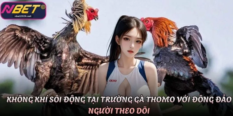 Không khí sôi động tại trường gà Thomo với đông đảo người theo dõi