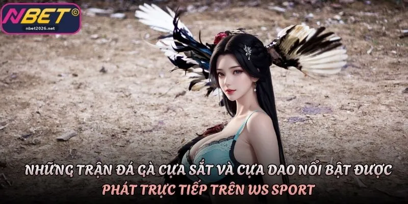 Những trận đá gà cựa sắt và cựa dao nổi bật được phát trực tiếp trên WS Sport