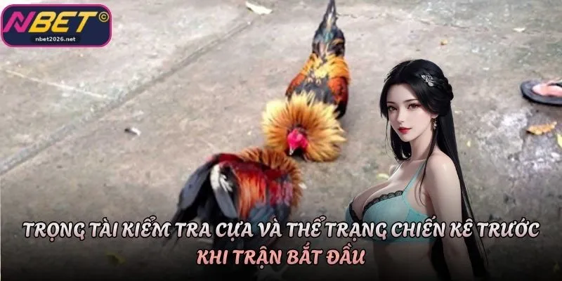 Trọng tài kiểm tra cựa và thể trạng chiến kê trước khi trận bắt đầu