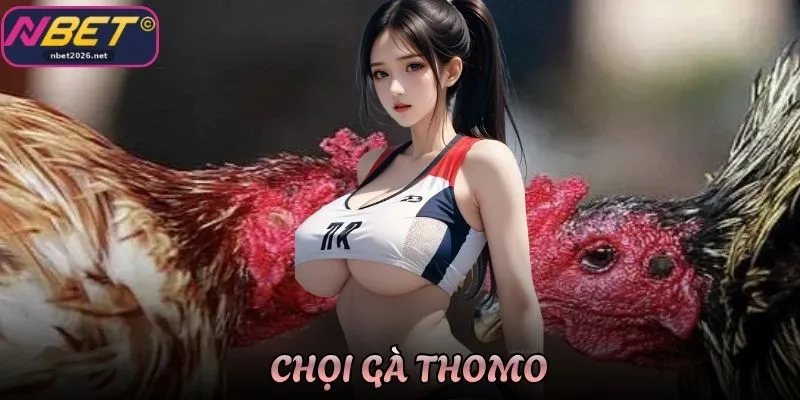Sân Chơi Chọi Gà Thomo Nbet Đỉnh Cao Với Những Trận Nảy Lửa
