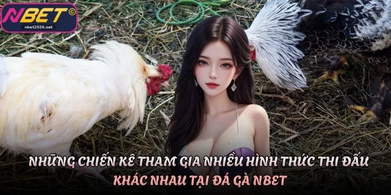Những chiến kê tham gia nhiều hình thức thi đấu khác nhau tại đá gà Nbet